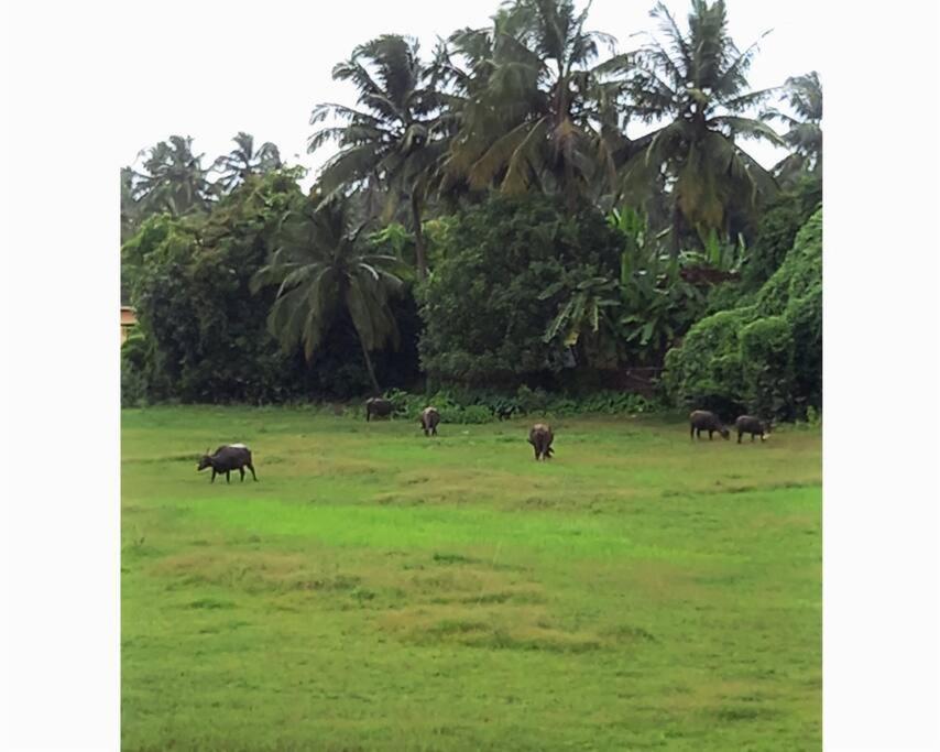 Cockerel Homestay - Traditional Beach Village - Goa Canacona Exterior photo